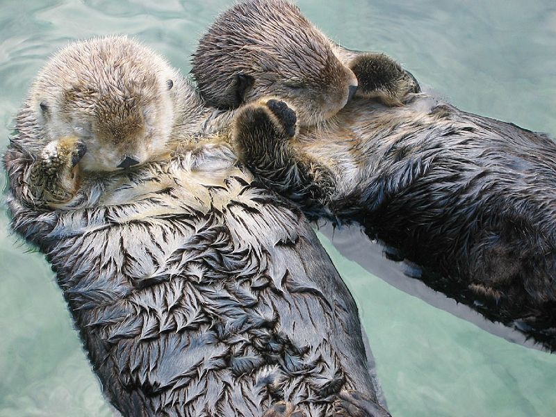 Otter houden elkaars hand vast